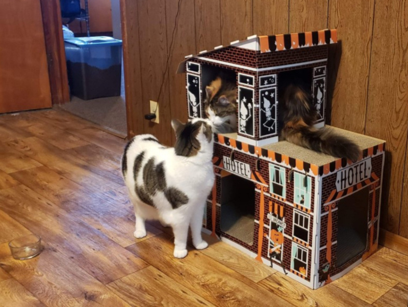 The two cats of the house of Reed, Lulu and Pan and all their activities. Created as part of a class on on GitHub and Git.