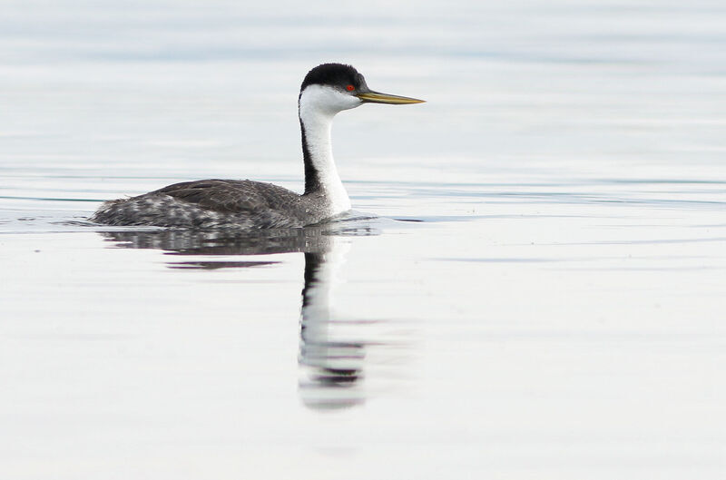 This interactive website provides access to a summary of Western and Clark’s Grebe breeding data to better document population status and regional variation in abundance.