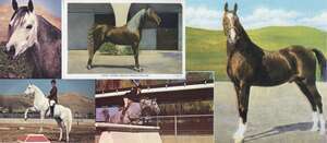 The W.K. Kellogg Arabian Horse Library Postcard and Notecard Collection spans from the 1920s to the 1970s and contains both postcards and notecards with a connection to either the W.K. Kellogg Arabian Horse Ranch in Pomona, California or the Kellogg Company in Battle Creek, Michigan. The postcards mostly depict horses of the Kellogg Ranch but there are also scenic views of the property and Kellogg House, as well as various locations of the Kellogg Company.