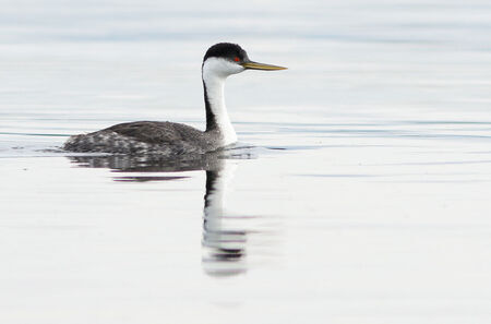 This interactive website provides access to a summary of Western and Clark’s Grebe breeding data to better document population status and regional variation in abundance.