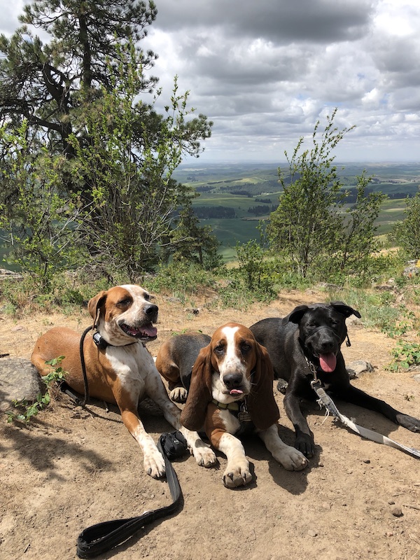 Dogs on a hike 